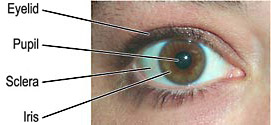 External Anatomy of the Eye
