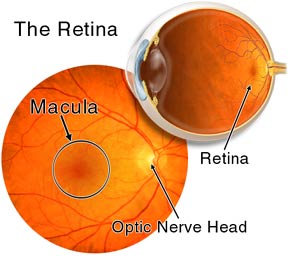 Anatomy of the Retina